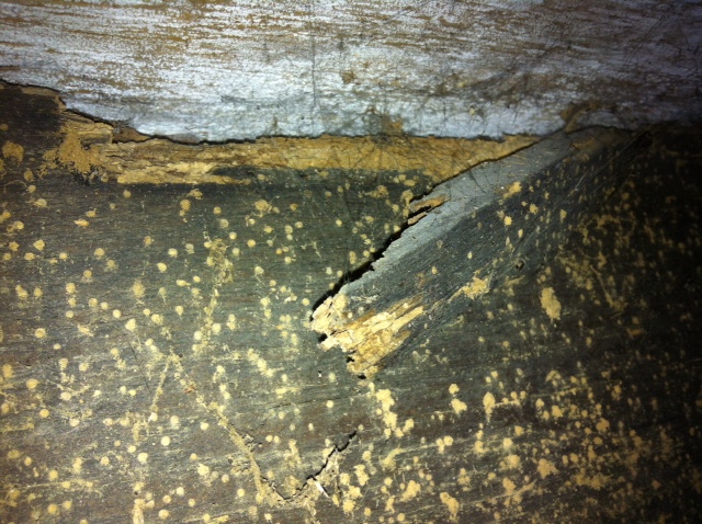 Woodworm pic